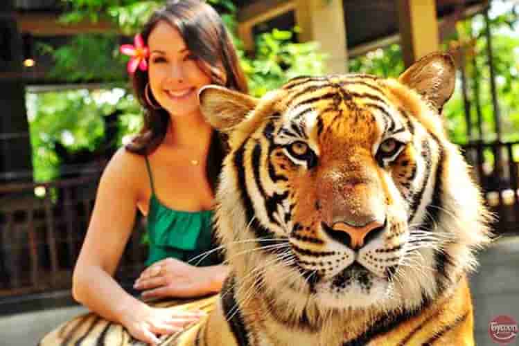 Phuket Tiger Kingdom Tour